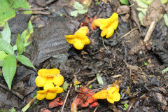 Christisonia bicolor